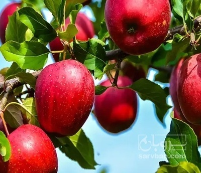 فروش سیب قرمز