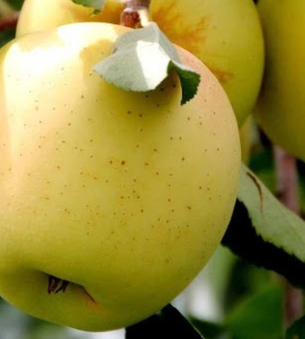 فروش سیب زرد