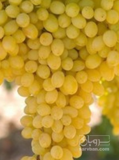 فروش انگور سفید