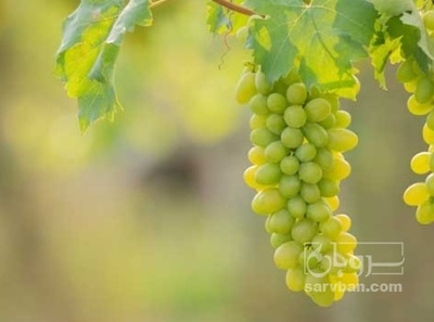 فروش انگور عسگری