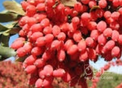 فروش زرشک کوهی