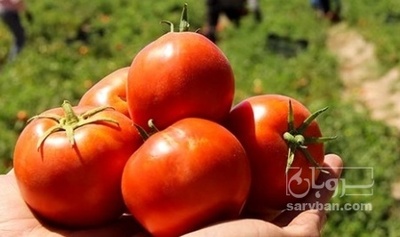 فروش گوجه فرنگی