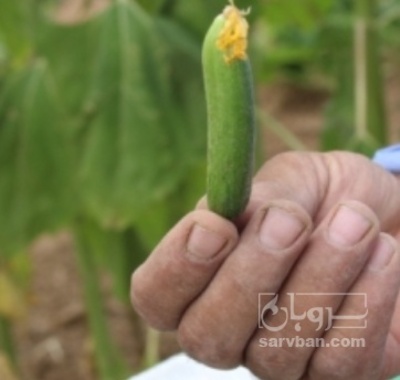 فروش خیار خیار شوری