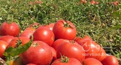 فروش گوجه فرنگی