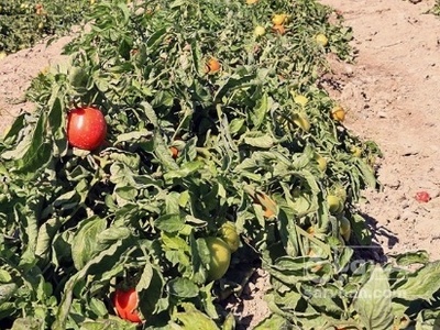 فروش گوجه فرنگی