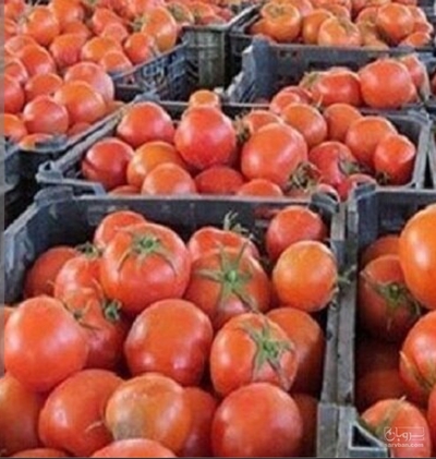 فروش گوجه فرنگی