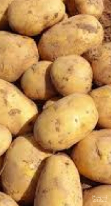 فروش سیب زمینی