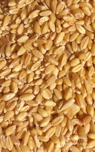 فروش گندم
