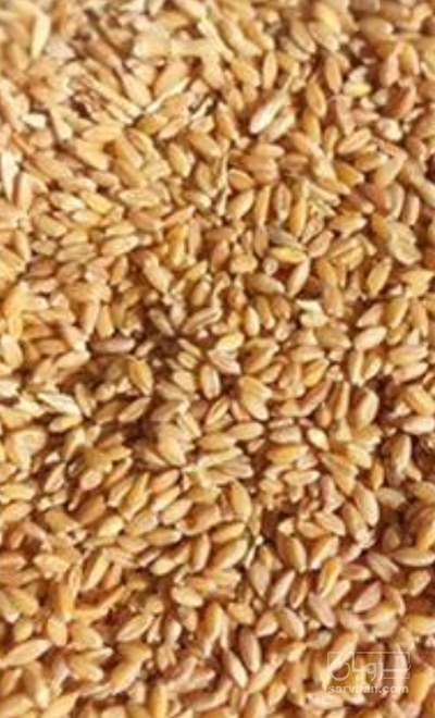 فروش گندم