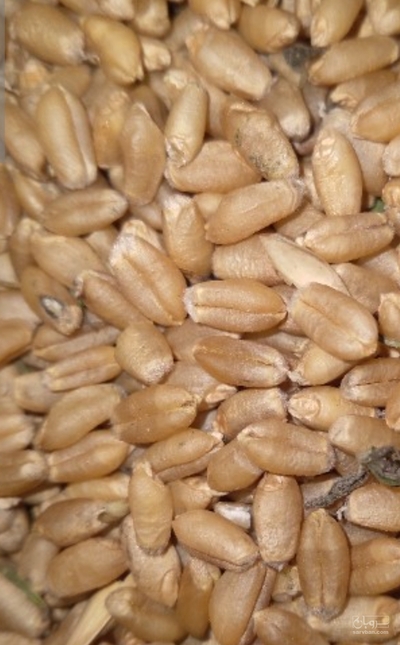 فروش گندم