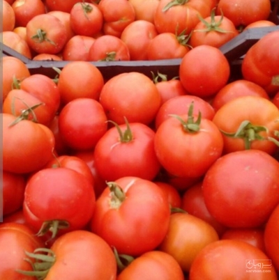 فروش گوجه فرنگی