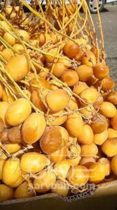 فروش خارک طلایی