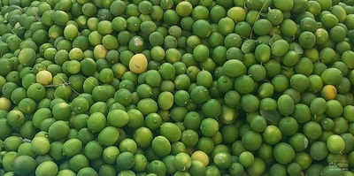فروش لیمو ترش
