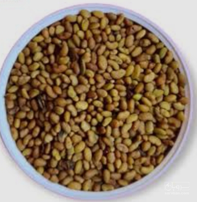 فروش بذر یونجه