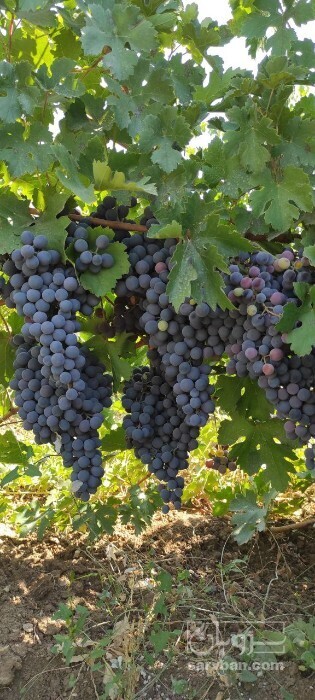 فروش انگور