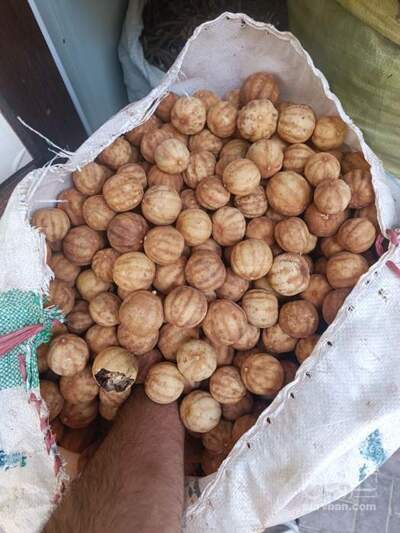 فروش لیمو خشک