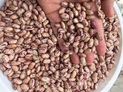 فروش لوبیا چیتی