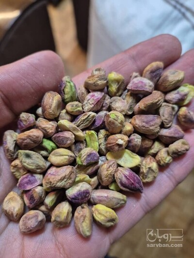 فروش مغز پسته سالم