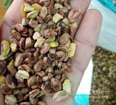 فروش مغز پسته  درجه