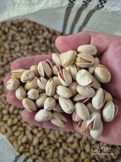 فروش پسته