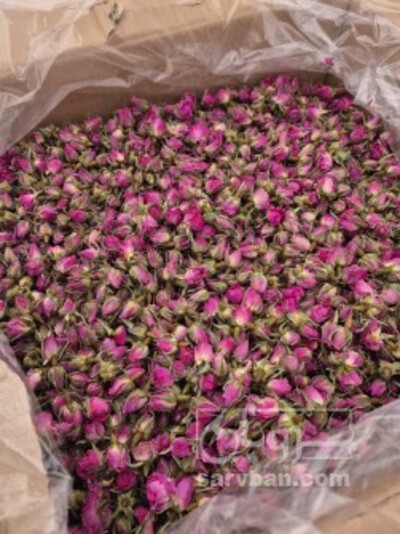 فروش غنچه گل محمدی (گیاه‌ دارویی)