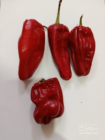 فروش فلفل