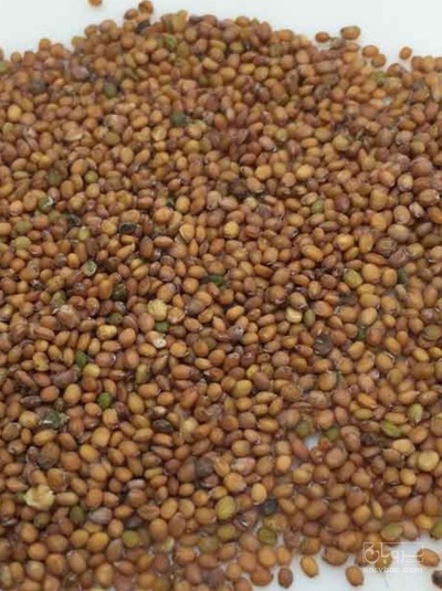 فروش منداب (گیاه‌ دارویی)