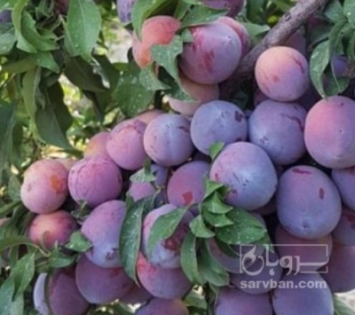 فروش آلو شابلون