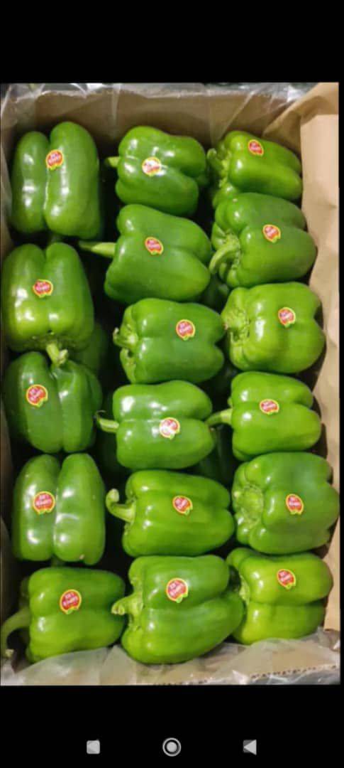 فروش فلفل دلمه ای