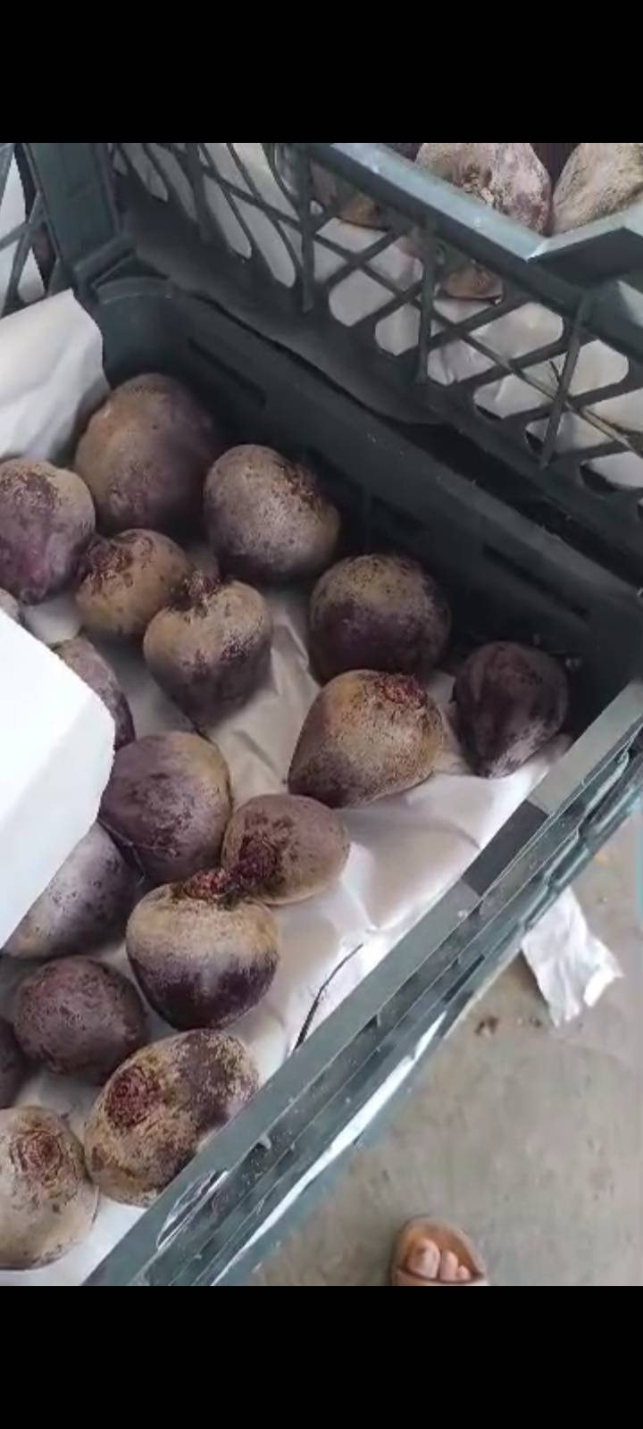 فروش چغندر لبو