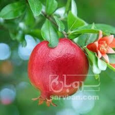 فروش انار
