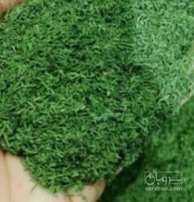 فروش شوید خشک (گیاه‌ دارویی)