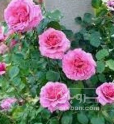 فروش گل محمدی (گیاه‌ دارویی)