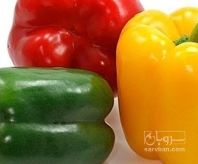 فروش فلفل دلمه ای