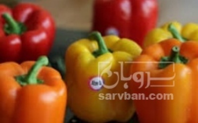 فروش فلفل دلمه ای