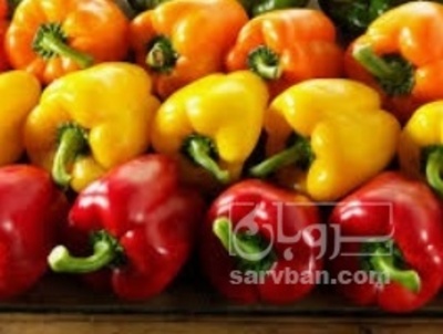 فروش فلفل دلمه ای