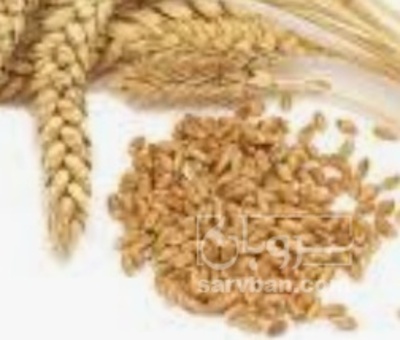 فروش گندم