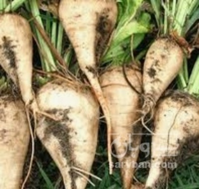 فروش چغندر قند