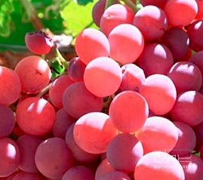 فروش انگور فیلیم