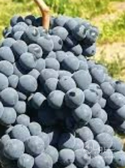 فروش انگور سیاه سردشتی