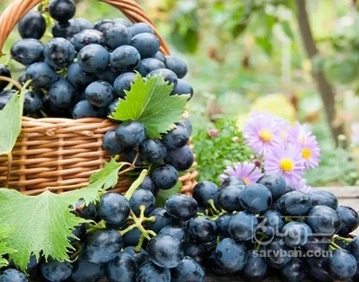 فروش انگور سمر قندی