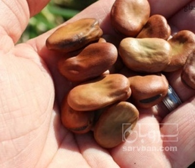 فروش باقلا بذری