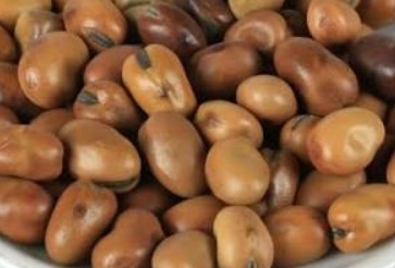 فروش باقلا تازه - باقالی - باقالا