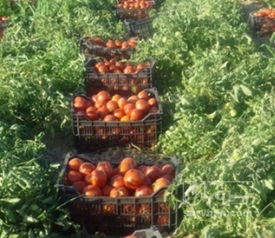 فروش گوجه فرنگی