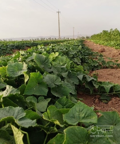 فروش خیار خیار شوری