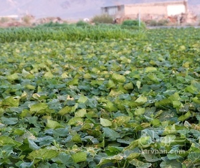 فروش خیار تره باری