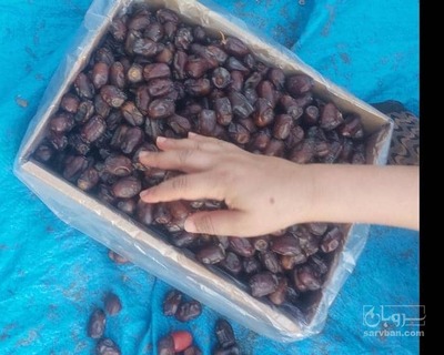 فروش خرماکلوته