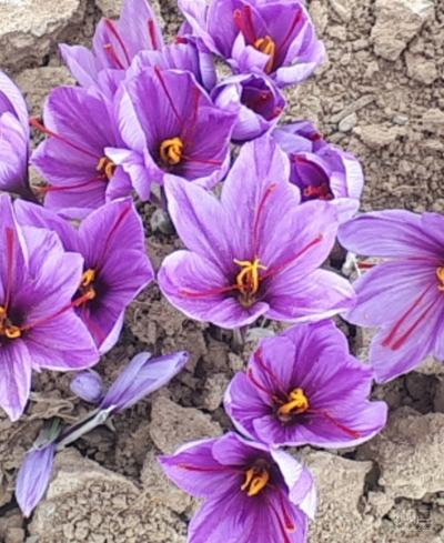 فروش زعفران (گیاه‌ دارویی)