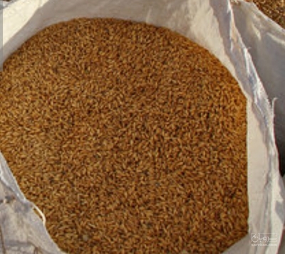 فروش گندم