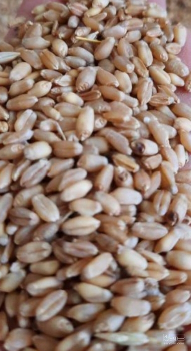 فروش گندم